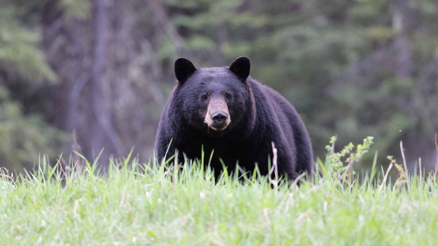 If a bear notices you but continues its natural behavior, no action is needed.