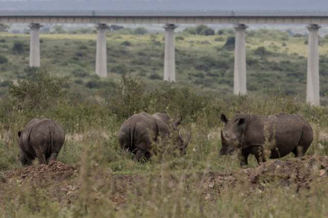 "One of many critical interventions to secure the future of these species."