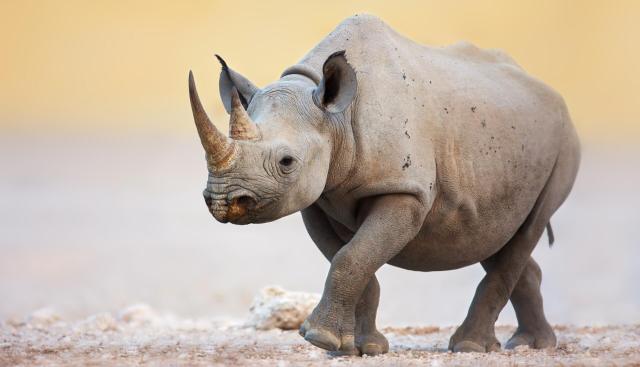 "This is a significant conservation success."