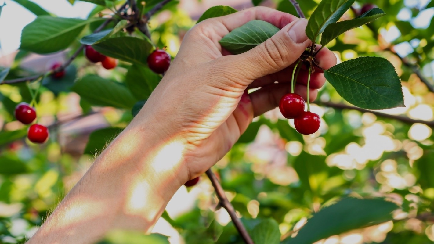 Farmers rely upon these crops to make a living.