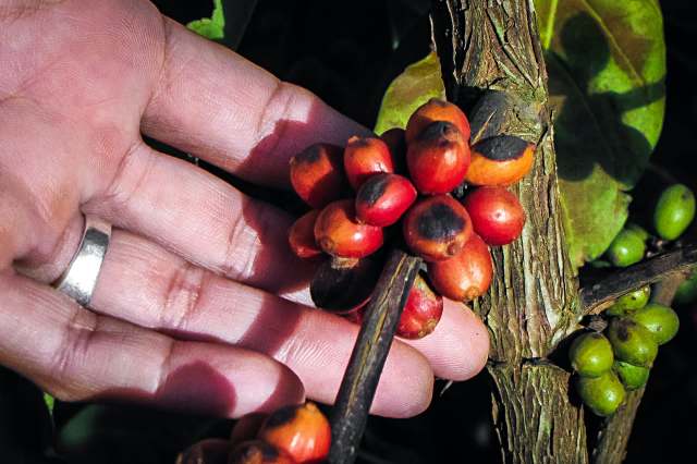 "We can adapt this to many different agricultural crops."
