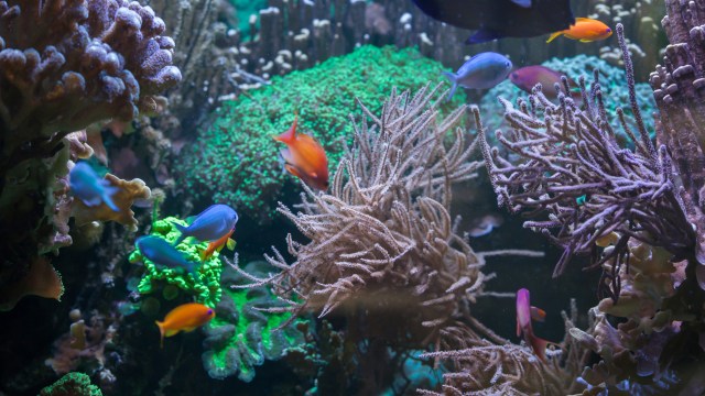 "Fundamental to understanding how to sustain reefs in the future."