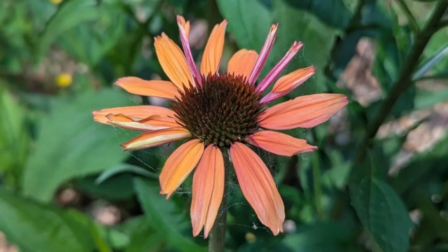 "Excited for mine to bloom in the next couple weeks."