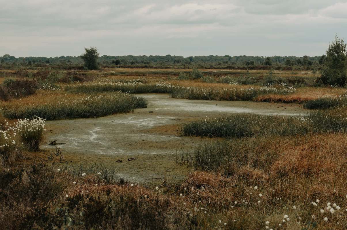 "They are an indicator species, meaning their presence tells us a lot about the health of the environment."