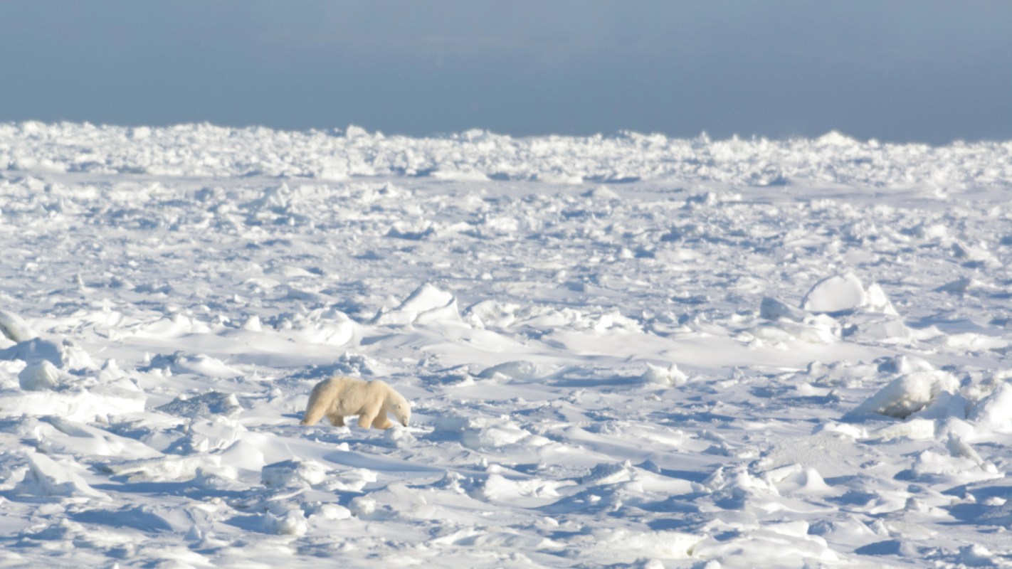 Polar bears are resilient animals.