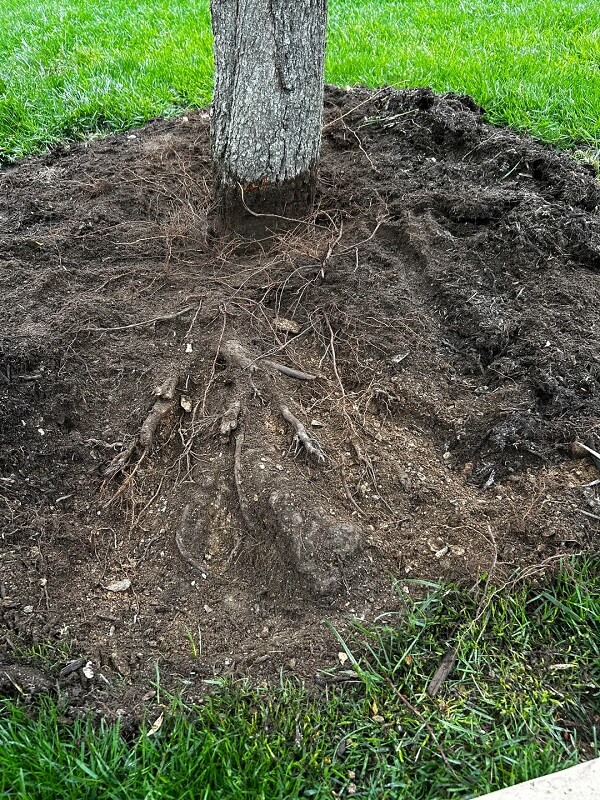 "Almost looks like it wasn't planted deep enough."