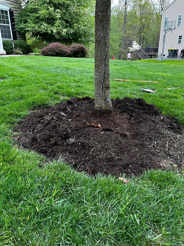 "Almost looks like it wasn't planted deep enough."