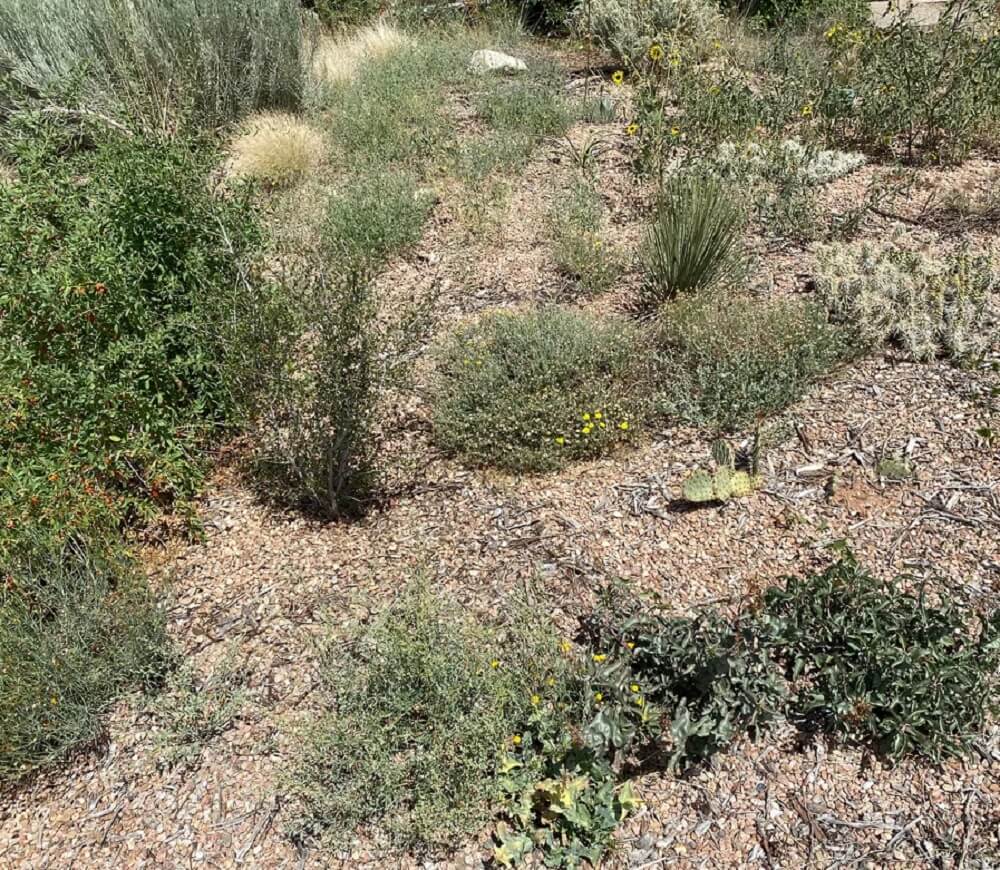 Gardens like this one that include native plants boost biodiversity and support pollinators, which are critical to our food supply.