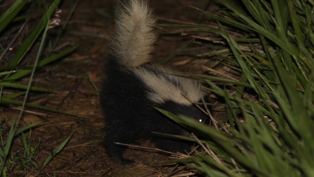 Symptoms of rabies include fever, headache, and nausea.