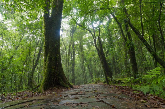 Researchers set up cameras in the area to capture future appearances.