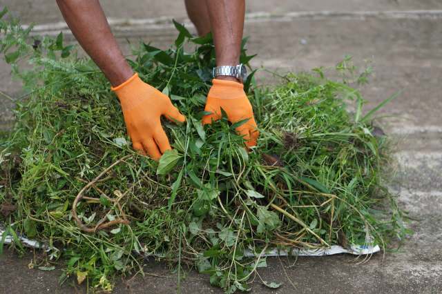 Clearing existing invasives may take years, but it’s worth it.