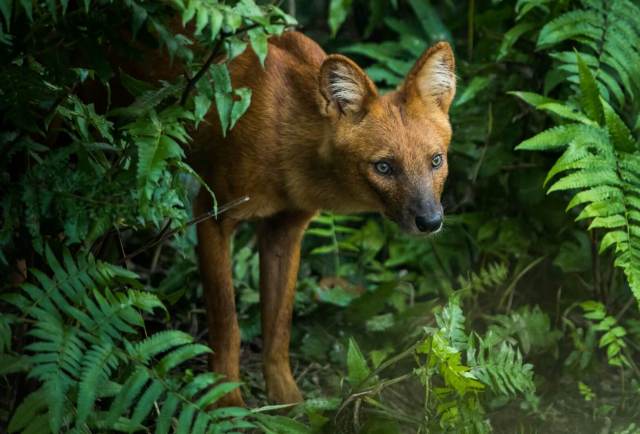 "Future research should focus on understanding the movement ecology and connectivity."