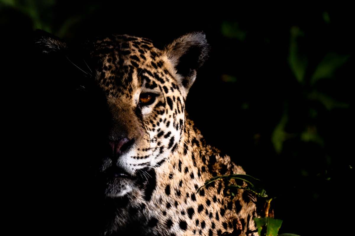 As apex predators, they act as an umbrella species, meaning their survival sustains the existence of dozens of others.