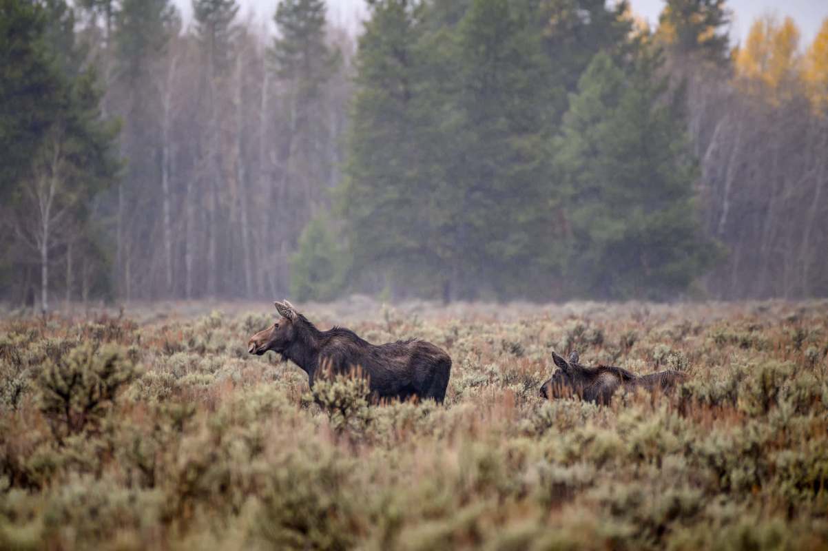 There are several ways to avoid conflict with moose.