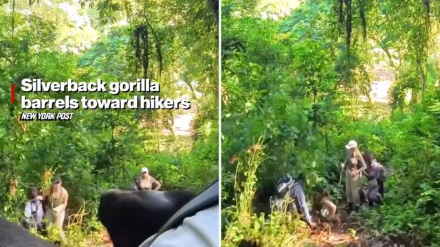 The incident raises a rather complex conversation about ecotourism.