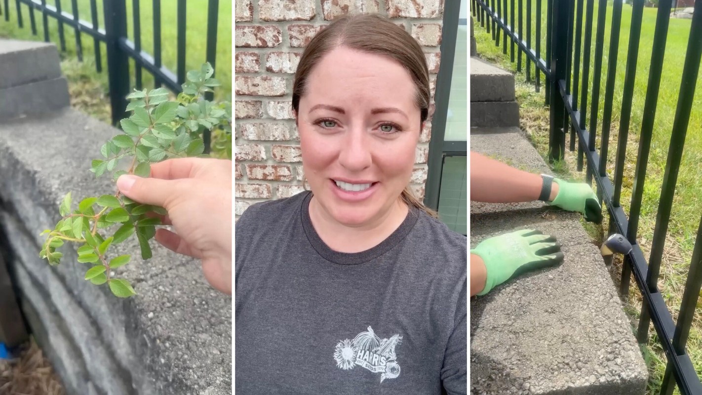 "It can grow really quickly."