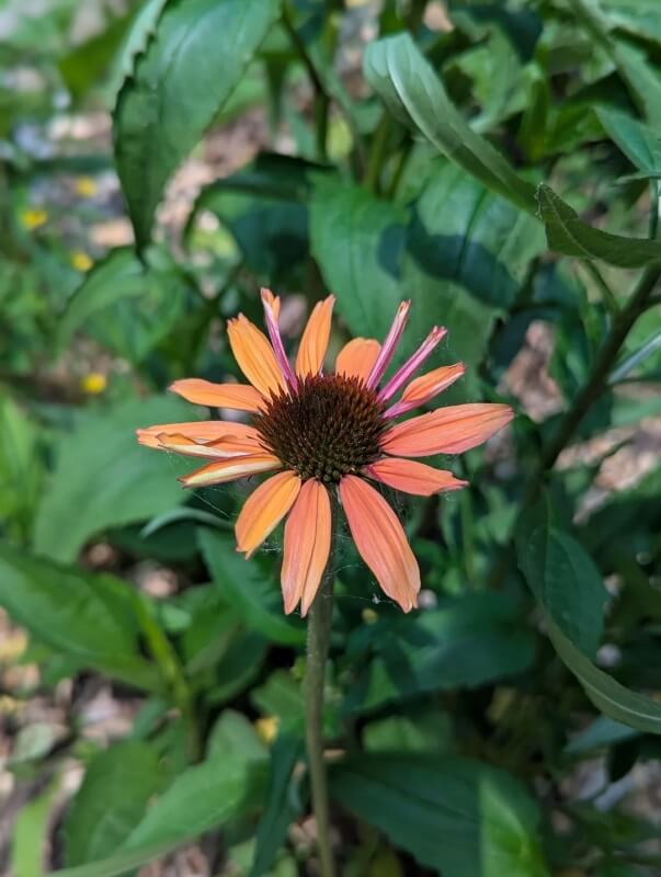 "Excited for mine to bloom in the next couple weeks."