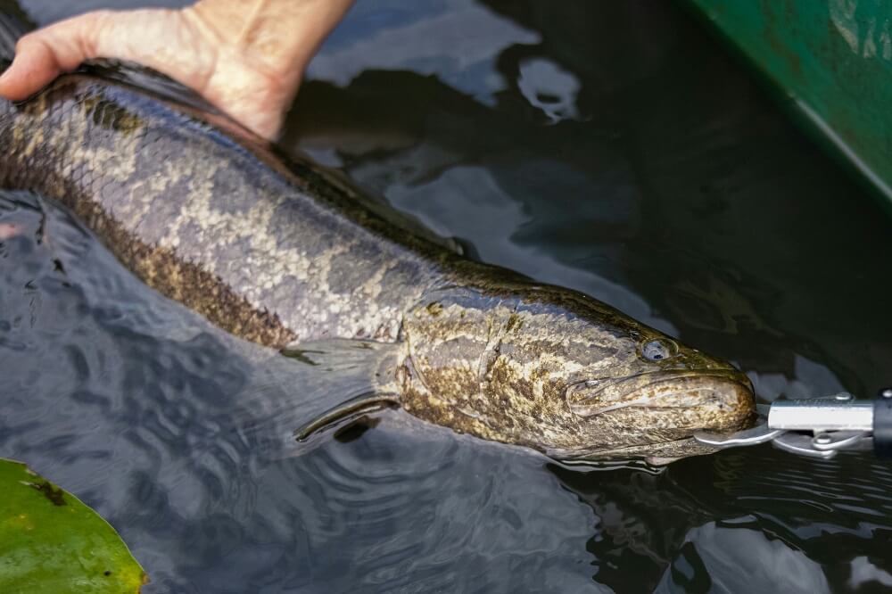 With powerful jaws and a voracious appetite, they can take down much larger animals.