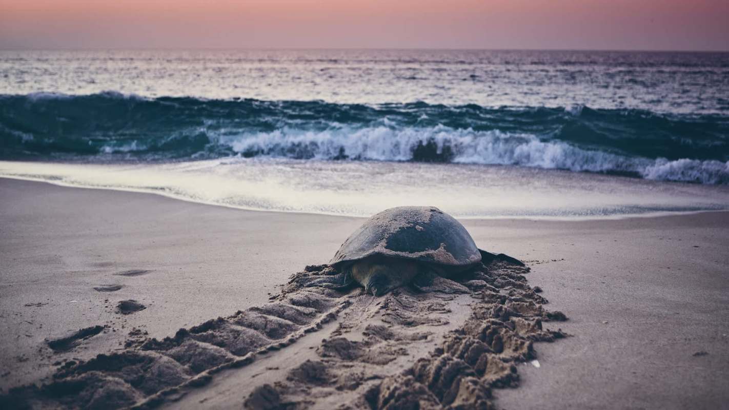 These findings don't just pertain to sea turtles.