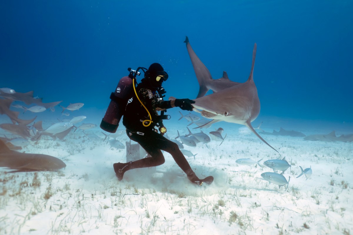 "Conditions sharks to associate humans and boats with food."