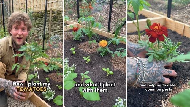 "Now my tomatoes are truly pest-proofed."