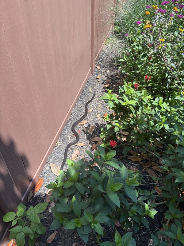"First time I've ever seen [it] in the garden."