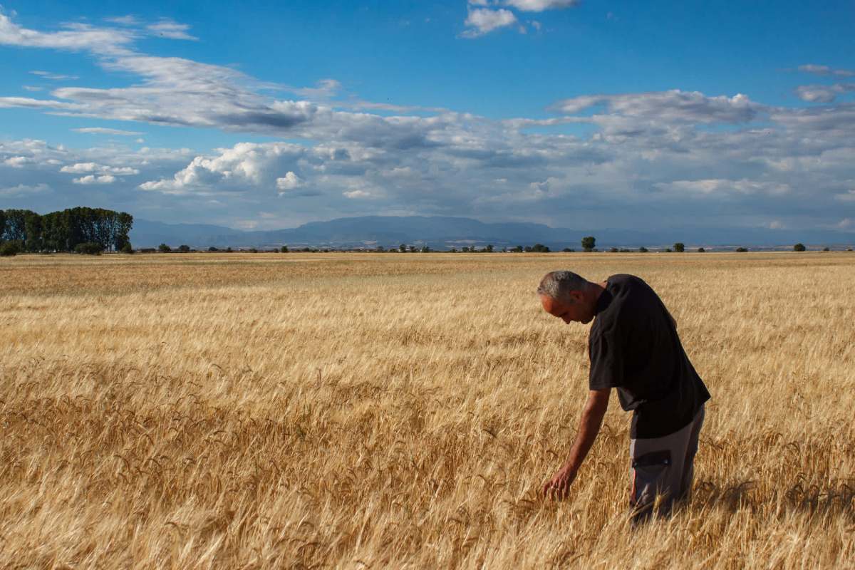 "It's more important to get it out and get it sold than it is to leave it in the field rotting."