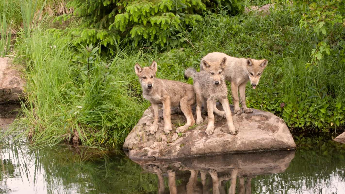 They have been an invaluable tool in monitoring the program in its early stages.