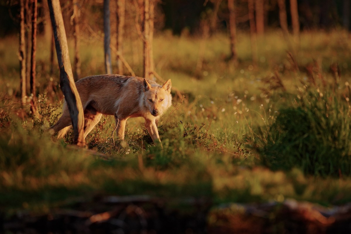 "It's also good to know whether the animal comes at night or during the day, and how it behaves when people are around."