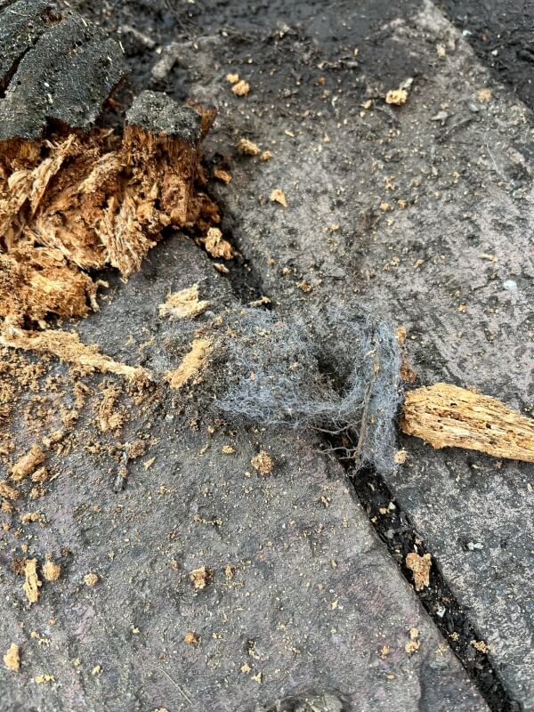"I thought it was a rabbit's nest at first."