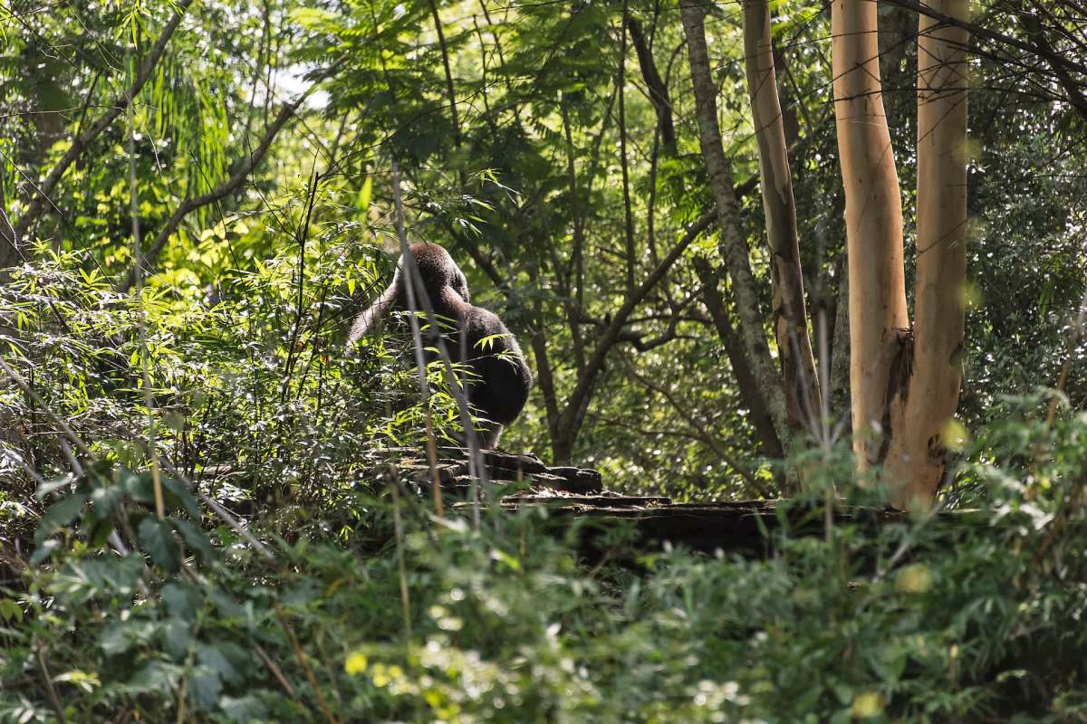The story highlights the benefits of trail cameras in conservation efforts.