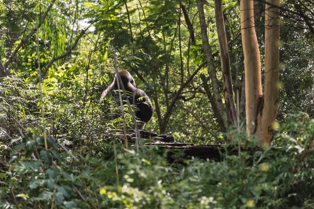 The story highlights the benefits of trail cameras in conservation efforts.
