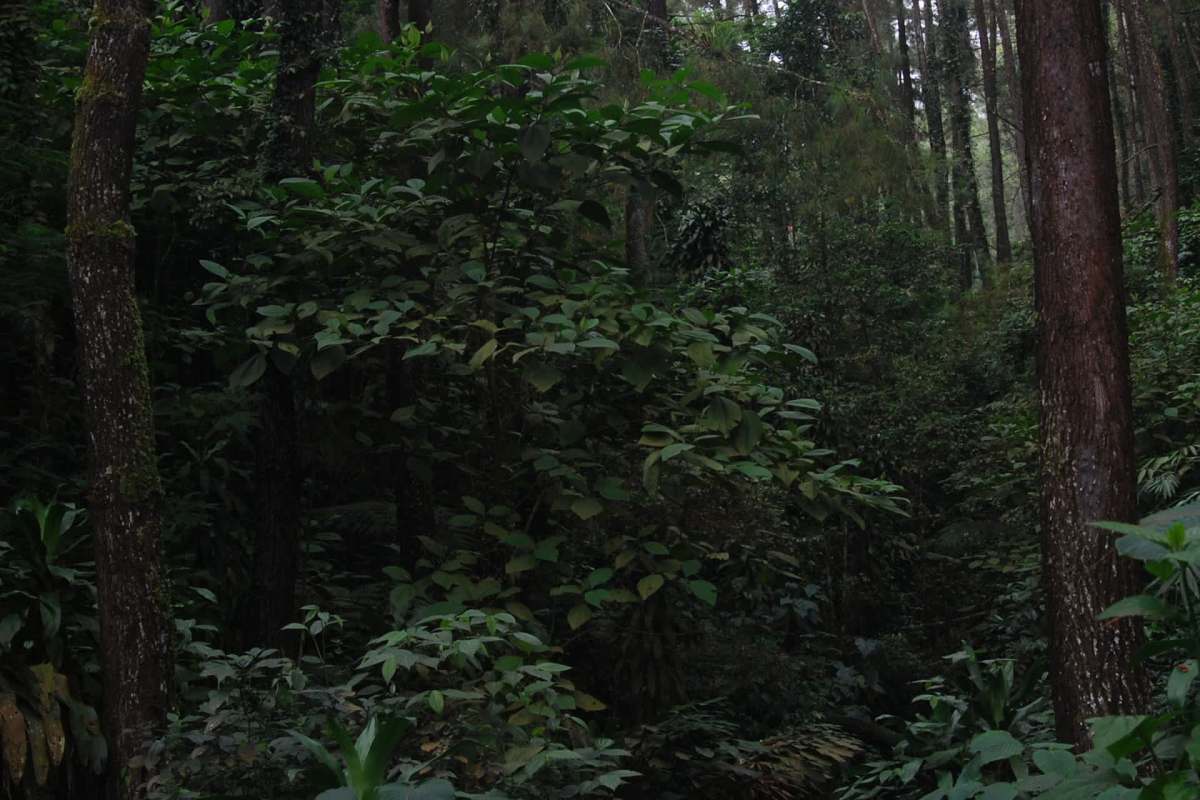 "Its presence ... is largely unknown and extremely rare, and it's considered highly endangered."