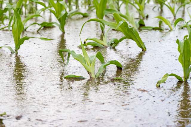 Government officials have been doing their best to advise farmers on how to improve yields.