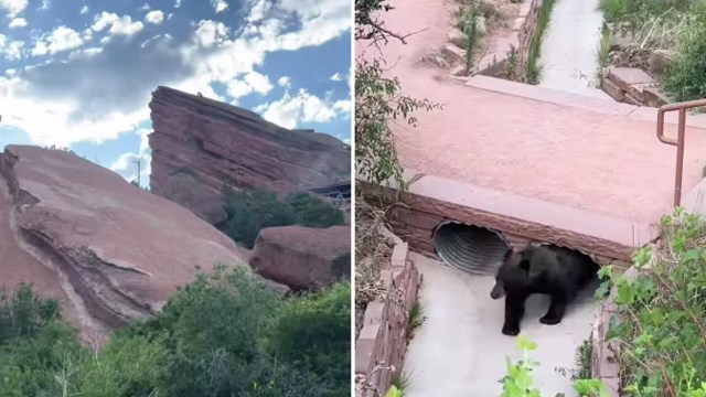 "Un-bear-lievable!"