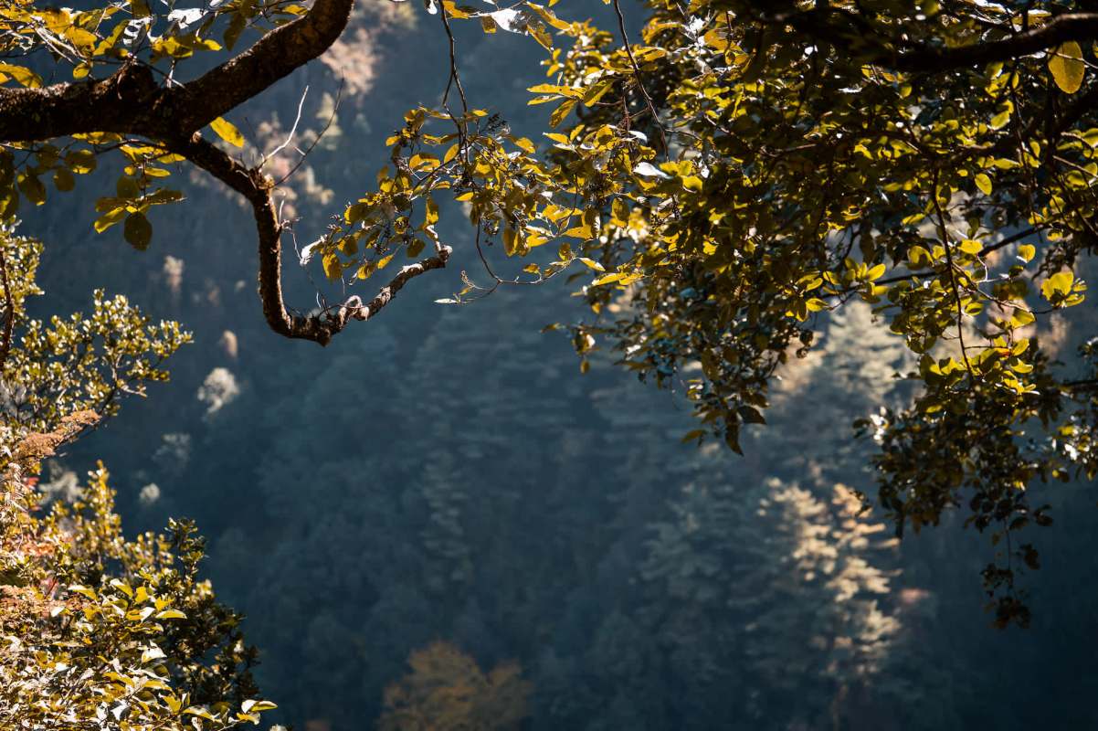 Protecting species like this helps keep ecosystems stable.