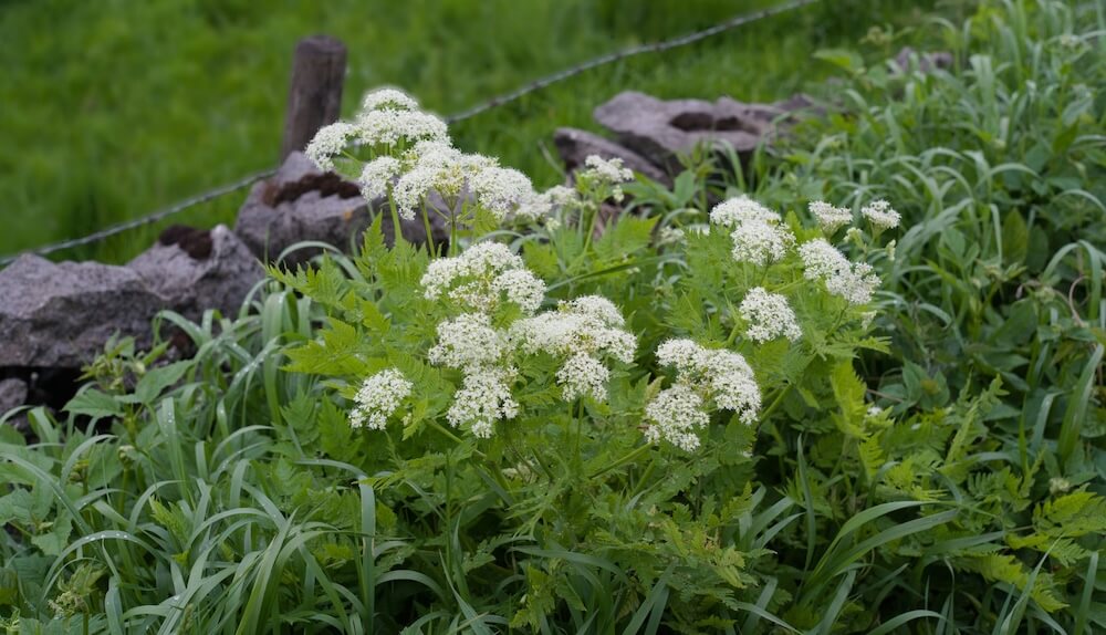It demonstrates the crucial role local conservation efforts play.