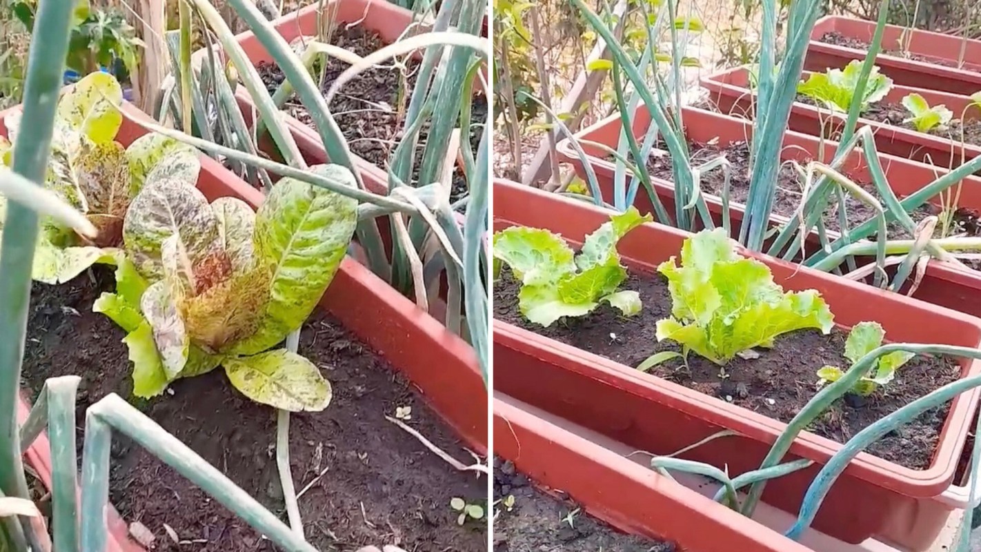 "Beautiful garden."