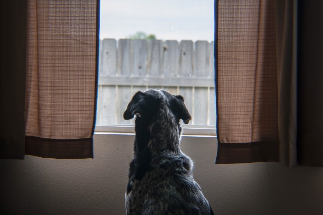 There are simple steps to follow to keep you and your pets safe.