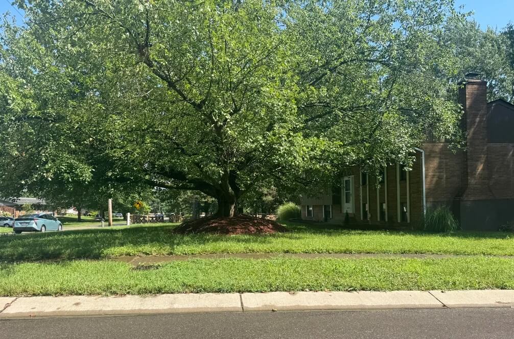 "It is such an amazing tree that it would be a crime to kill it due to negligence."