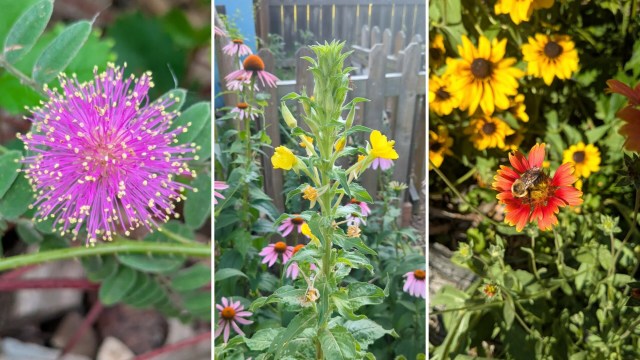 What started as a backyard full of brittle grass is now bursting with color, buzzing with life, and inspiring other gardeners.