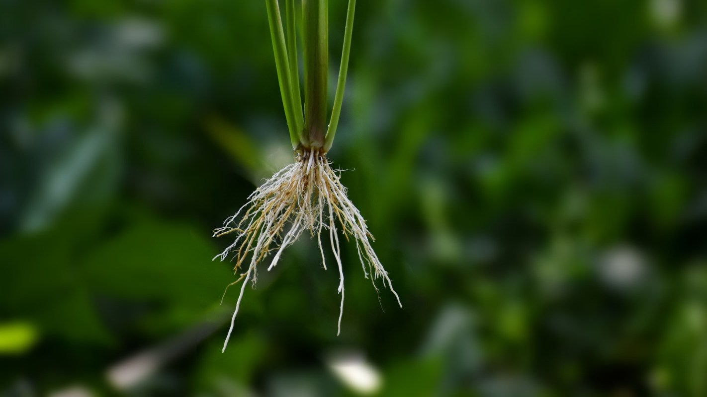 "Could pave the way."