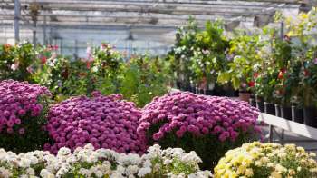 He was able to use the savings to fund construction of a new climate-controlled greenhouse.